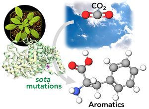 sota aromatics2.jpg