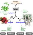 Maeda Lab Fig1.jpg